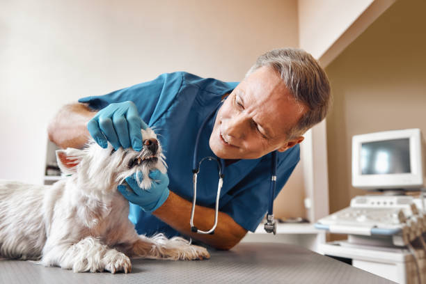 Best Emergency Root Canal Therapy in King City, CA